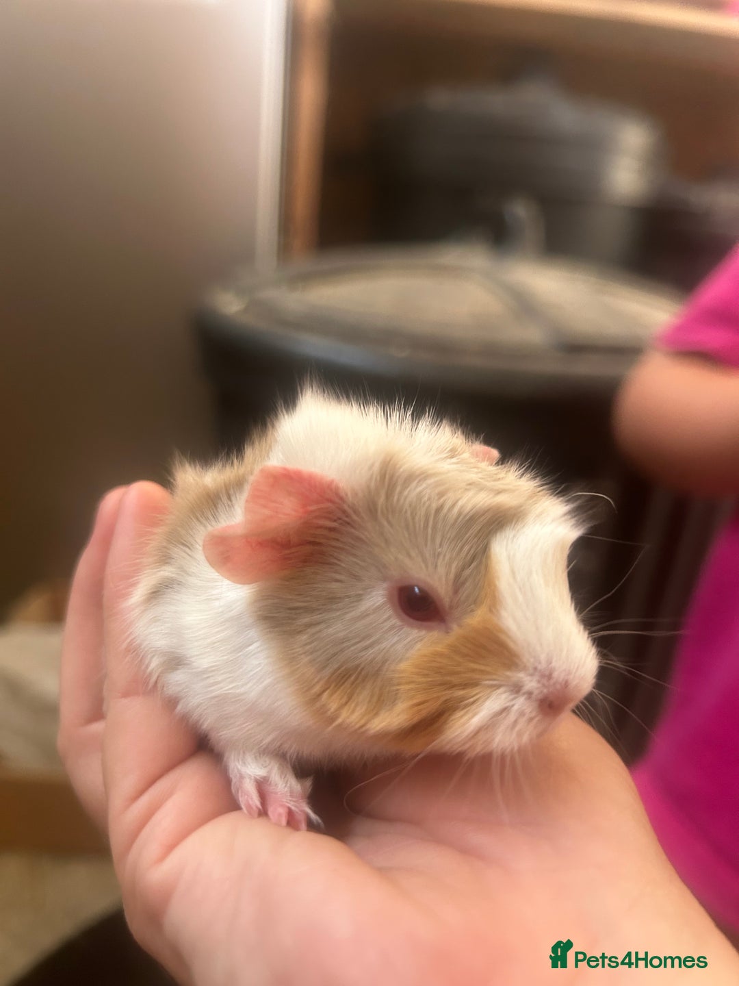 Guinea Pig rodents for sale: Litter of 6 beautiful baby Abyssinian guinea pigs - Image 7