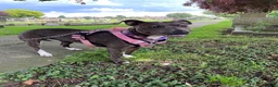 Staffordshire Bull Terrier dogs for sale: Frida  in Doncaster - Advert 4