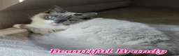 Ragdoll cats for sale: Gorgeous Pedigree ragdoll kittens - Advert 18