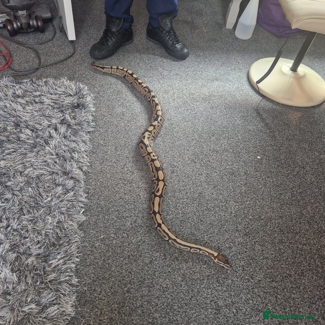 Python Snake reptiles for sale: Adult Royal Python  - Image 4