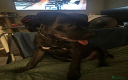 Staffordshire Bull Terrier dogs for sale: Max.  - Image 3