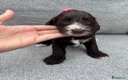 Cockapoo dogs for sale: Beautiful F1 cockerpoo puppies  - Image 7