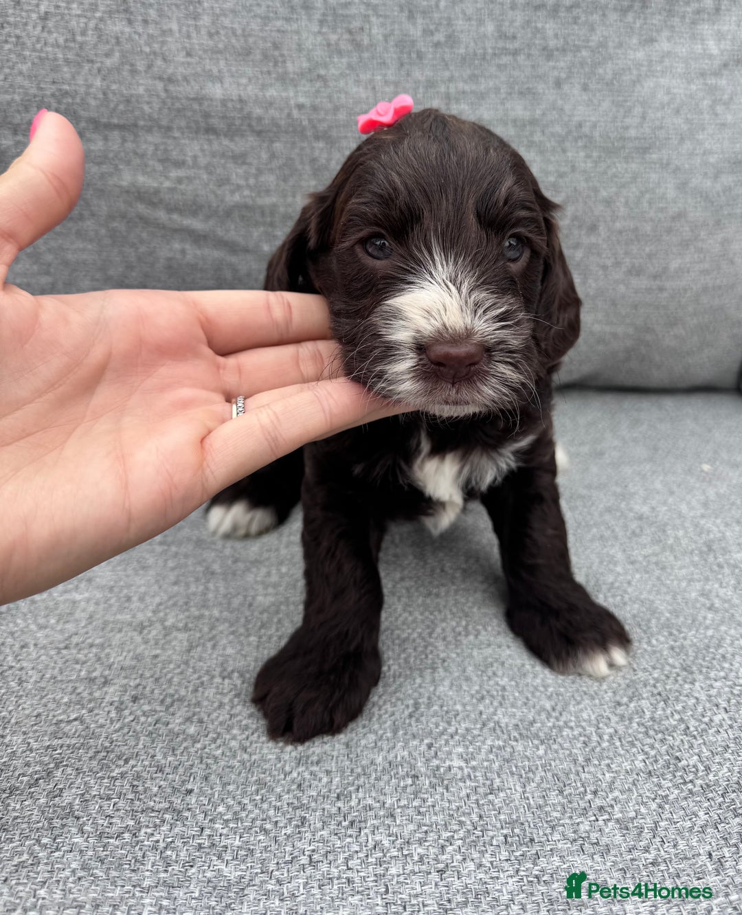 Cockapoo dogs for sale: Beautiful F1 cockerpoo puppies  - Image 7
