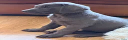 Labrador Retriever dogs for sale: Labrador puppies - Advert 2