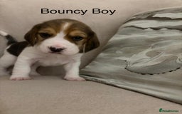 Beagle dogs for sale: Adorable Puppies - Advert 5