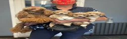 Maltipoo dogs for sale: BEAUTIFUL MALTIPOOS BOTH SEXES DNA CLEAR  - Advert 13