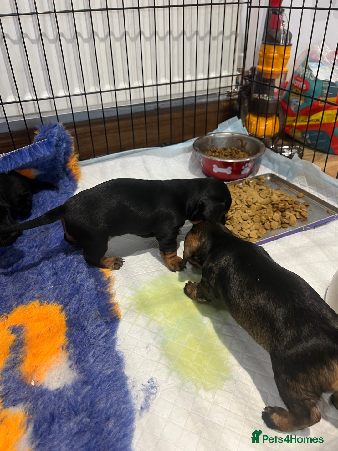 Miniature Dachshund dogs for sale: **Exceptionally well Raised Miniature Dachshunds** - Advert 21