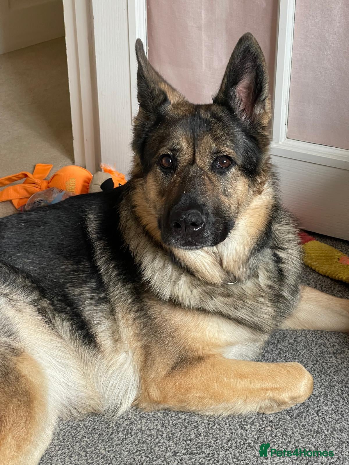 German Shepherd dogs Female German shepherd for adoption  - Advert 2