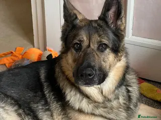 German Shepherd dogs Female German shepherd for adoption - Advert 2