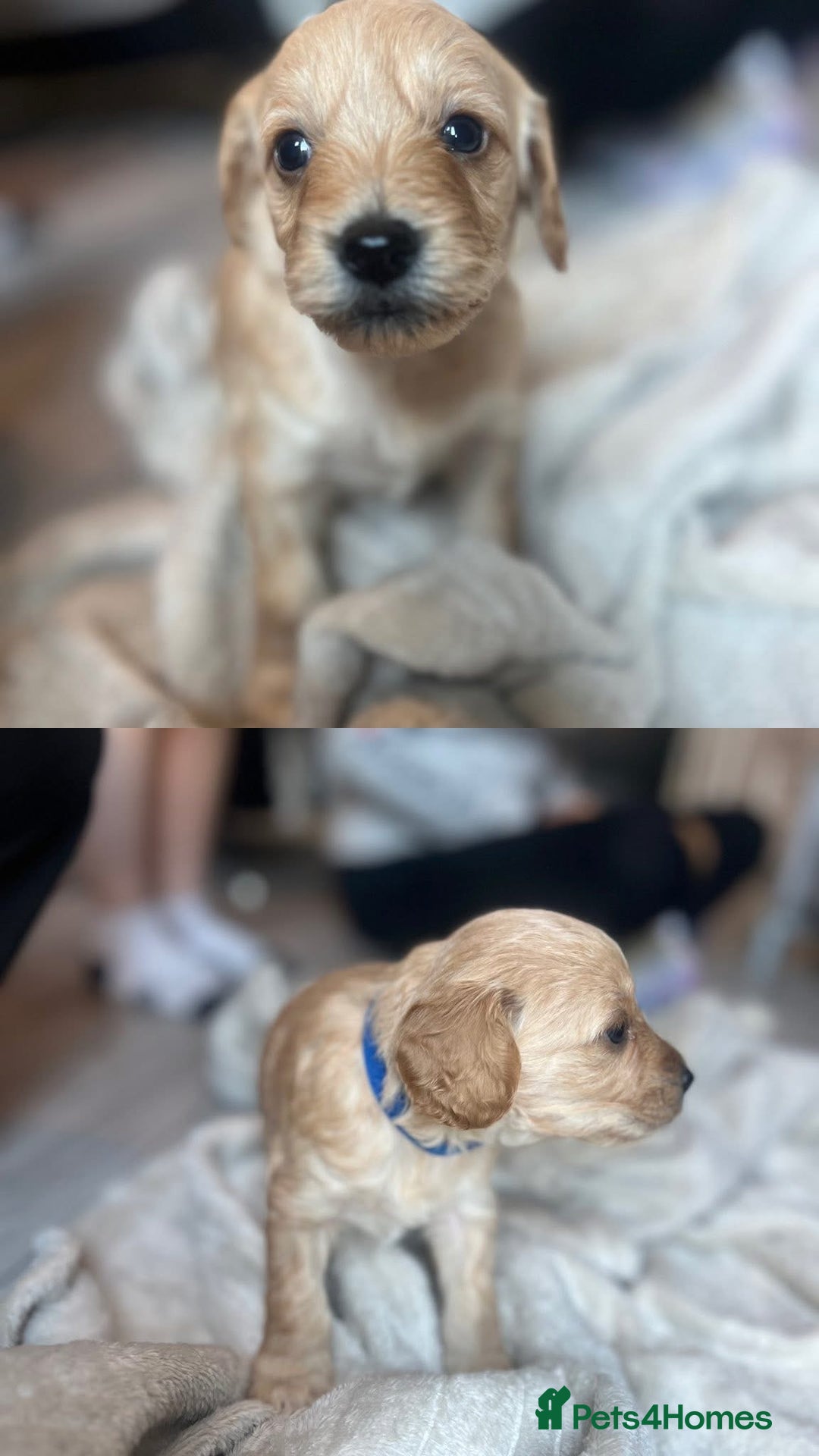 Cockapoo dogs for sale: Cockapoo puppies - Image 14