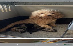 Chipoo dogs for sale: 4  Stunning chipoo puppies  - Image 30