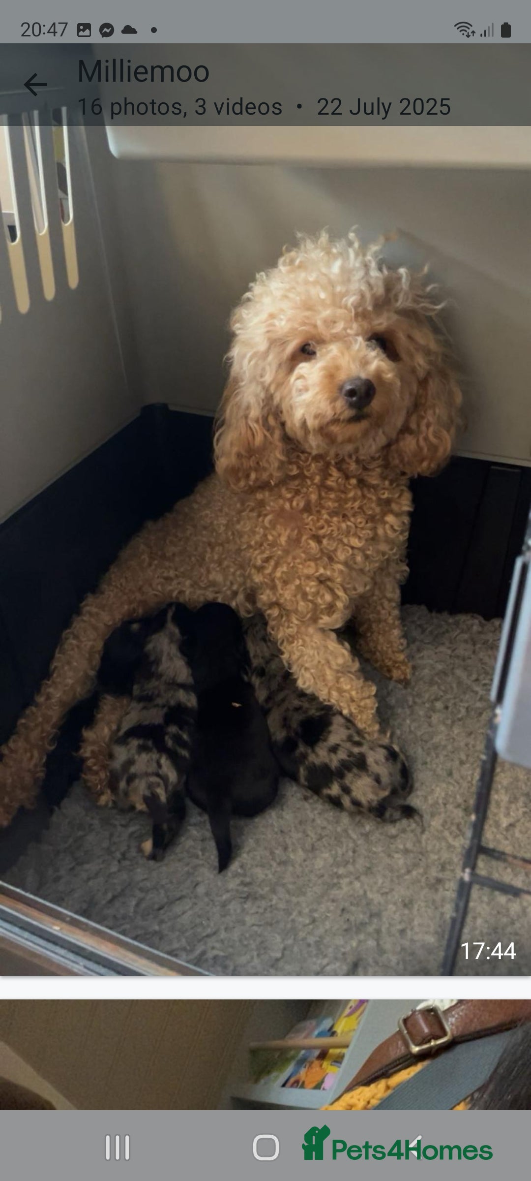 Chipoo dogs for sale: 4  Stunning chipoo puppies  - Image 30