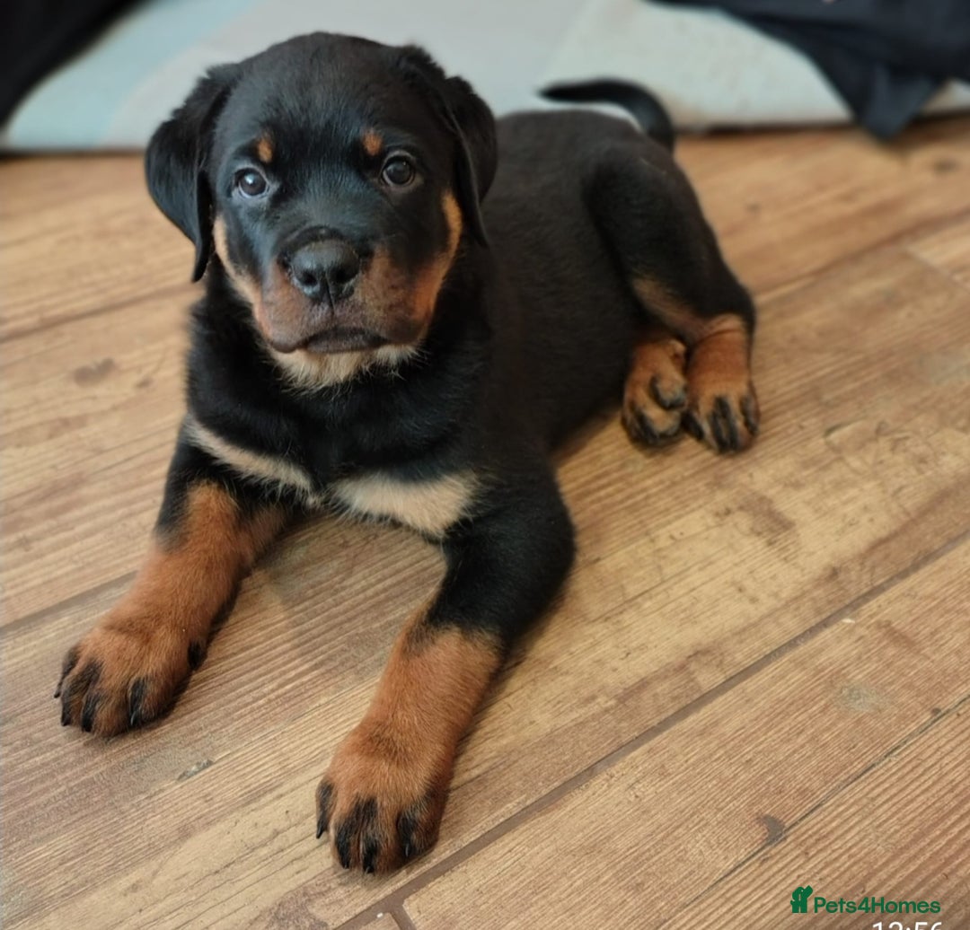 Rottweiler dogs for sale: MASSIVE ROTTWEILER PUPPIES  - Advert 36