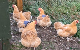 Chickens poultry for sale: Blue and Buff Orpington Chickens  - Image 4