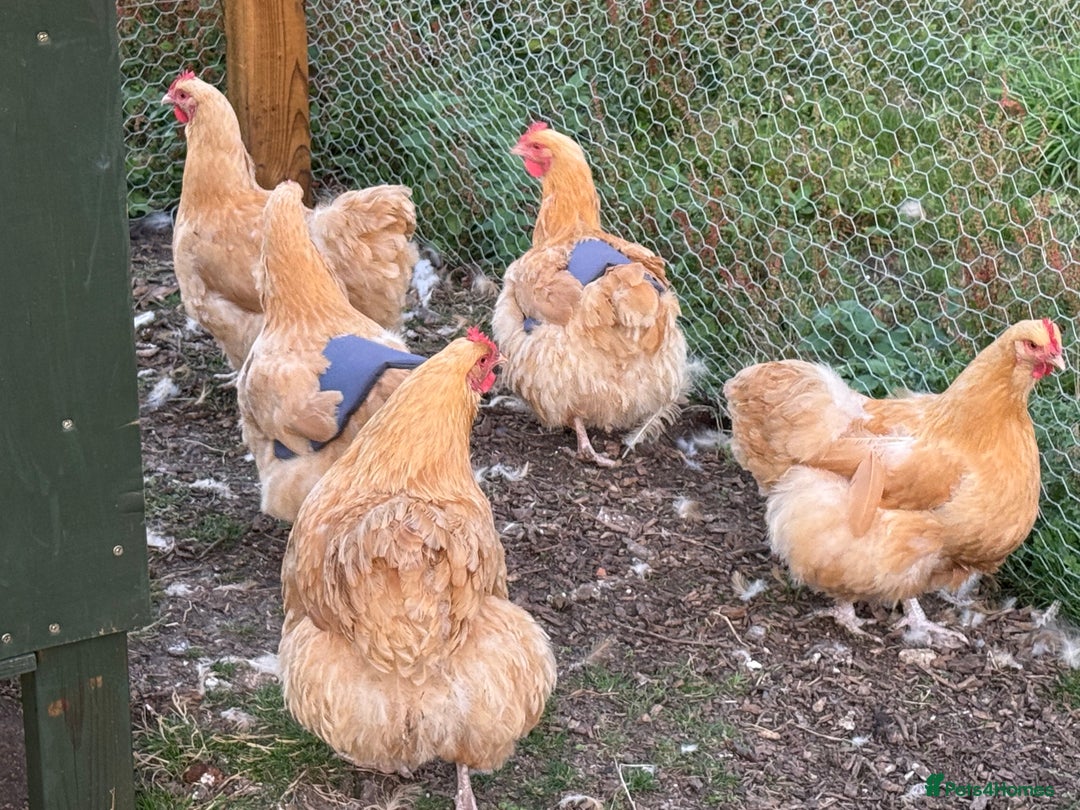 Chickens poultry for sale: Blue and Buff Orpington Chickens  - Image 4