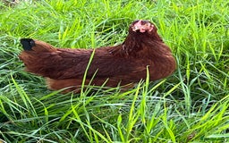 Chickens poultry for sale: Lovely Point of Lay Hybrid Hens - Image 11