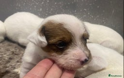 Parson Russell dogs for sale: KC Reg Champion lineage Puppys - Image 22