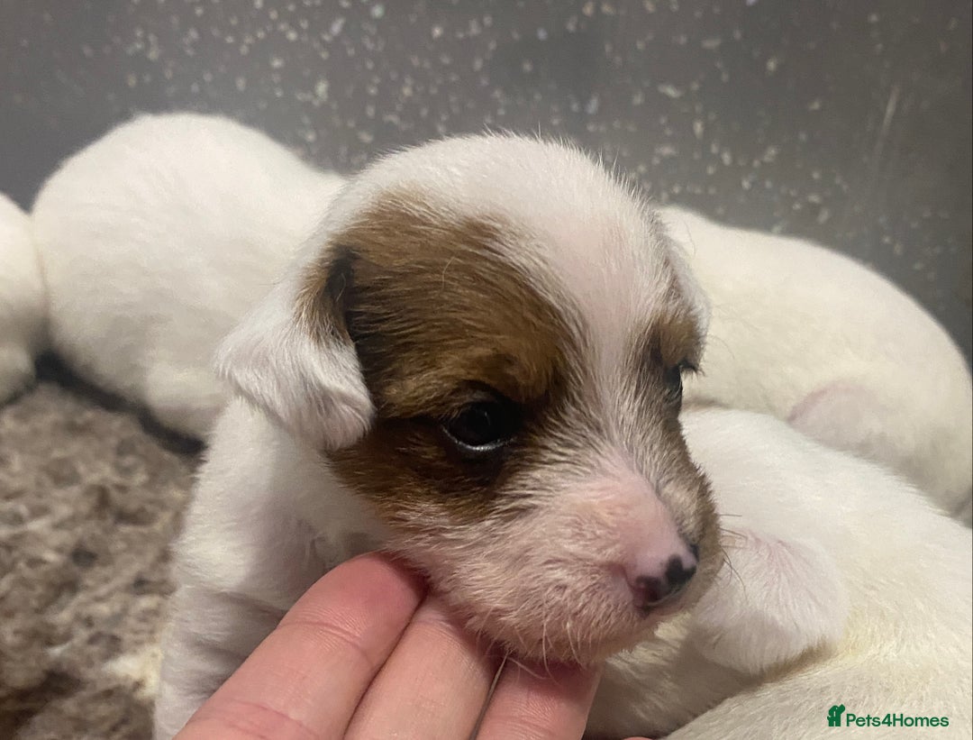 Parson Russell dogs for sale: KC Reg Champion lineage Puppys - Image 22