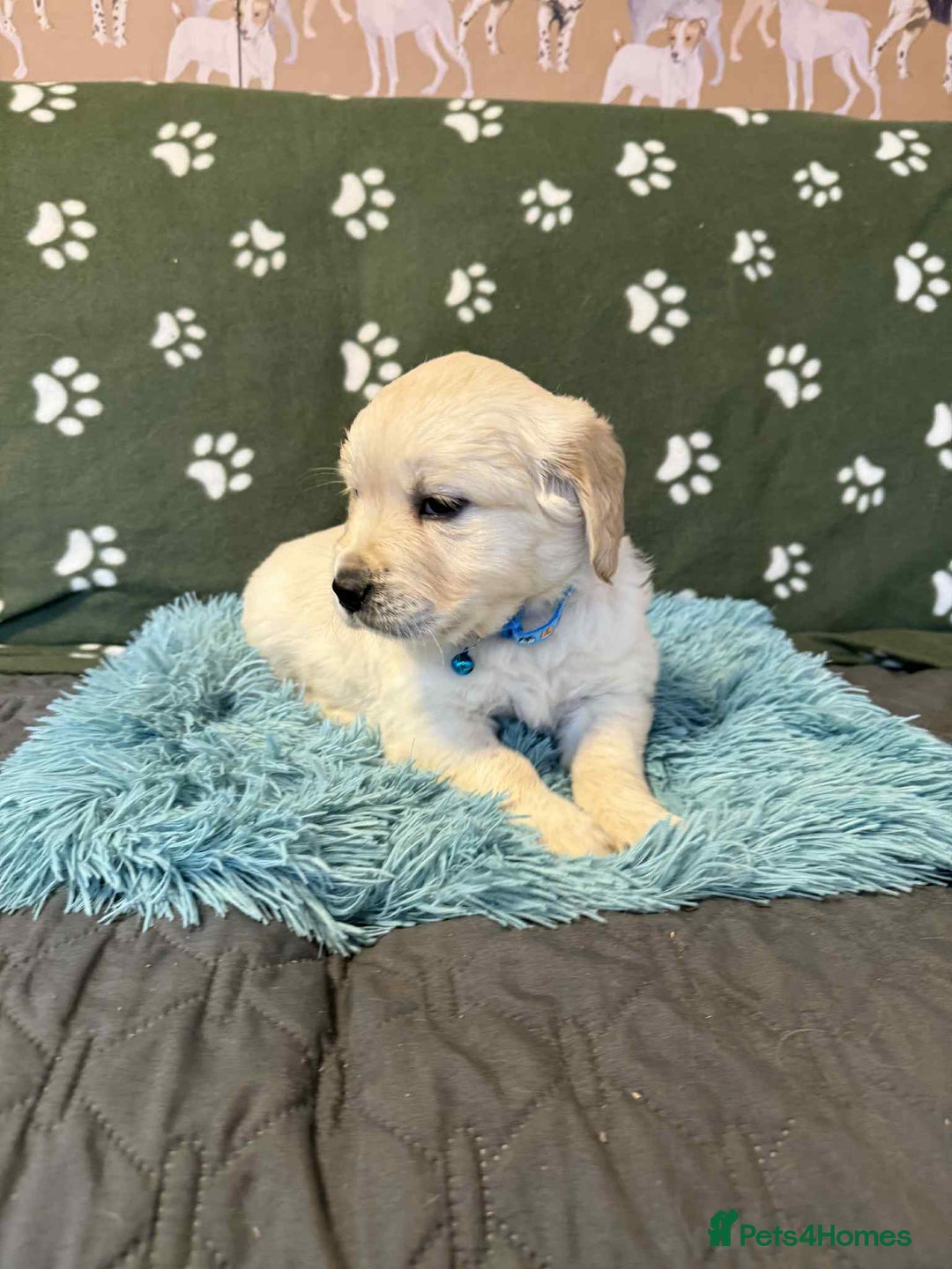 Golden Retriever dogs for sale: Stunning health tested Golden Retriever Puppies  - Advert 12