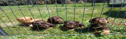 Cocker Spaniel dogs for sale: Quality Working Cocker Dog Pups - Advert 4