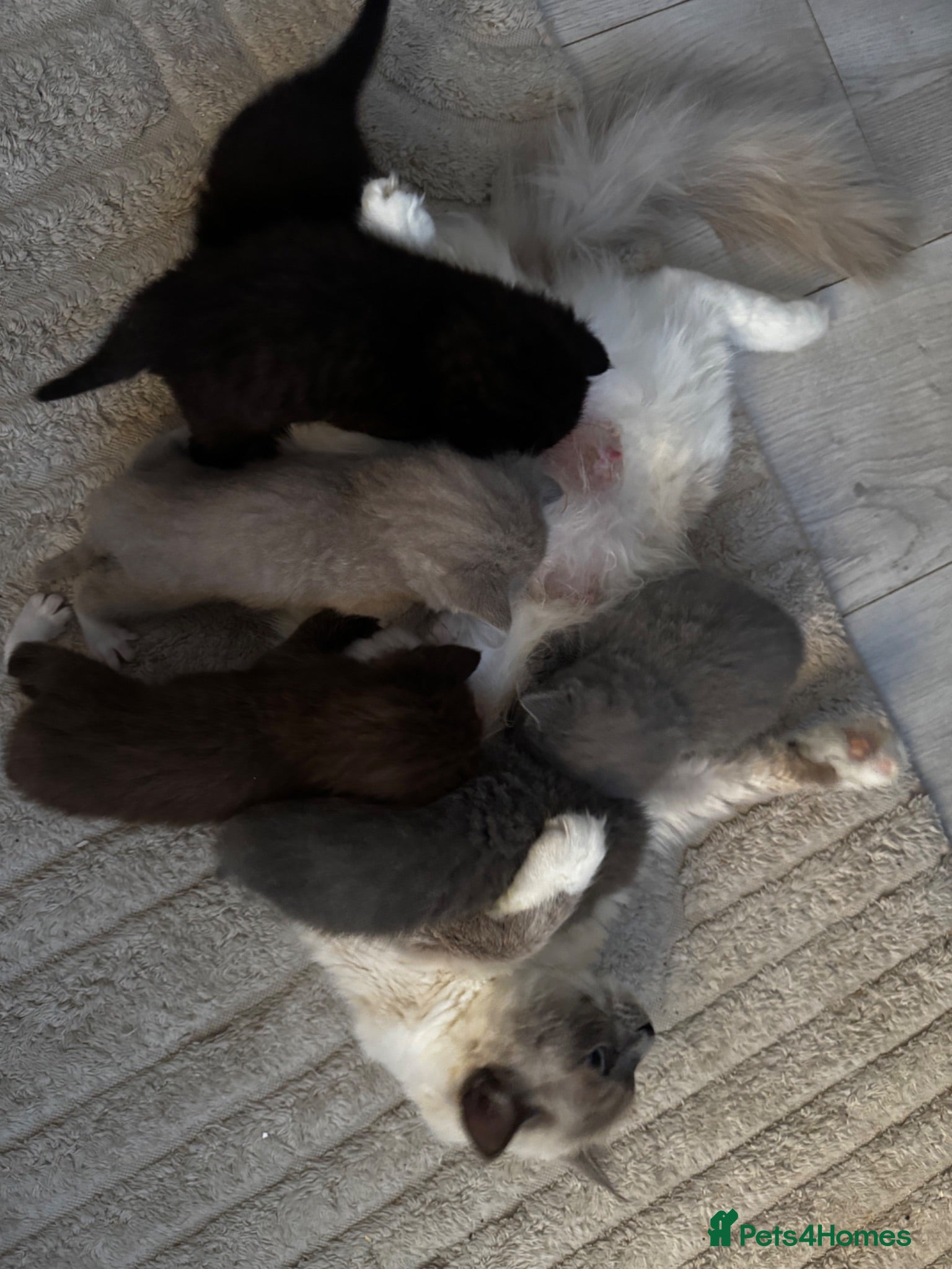 Ragdoll cats I have a beautiful litter of 5 kittens  - Advert 1