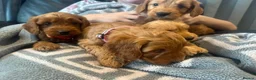 Cockapoo dogs for sale: F1b outstanding cockapoo fully  health tested in Ely - Advert 14