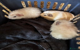 Guinea Pig rodents for sale: 3 x  boar Guinea pig babies - Image 1