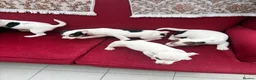 Jack Russell dogs for sale: Jack Russell puppies in Lampeter - Advert 3