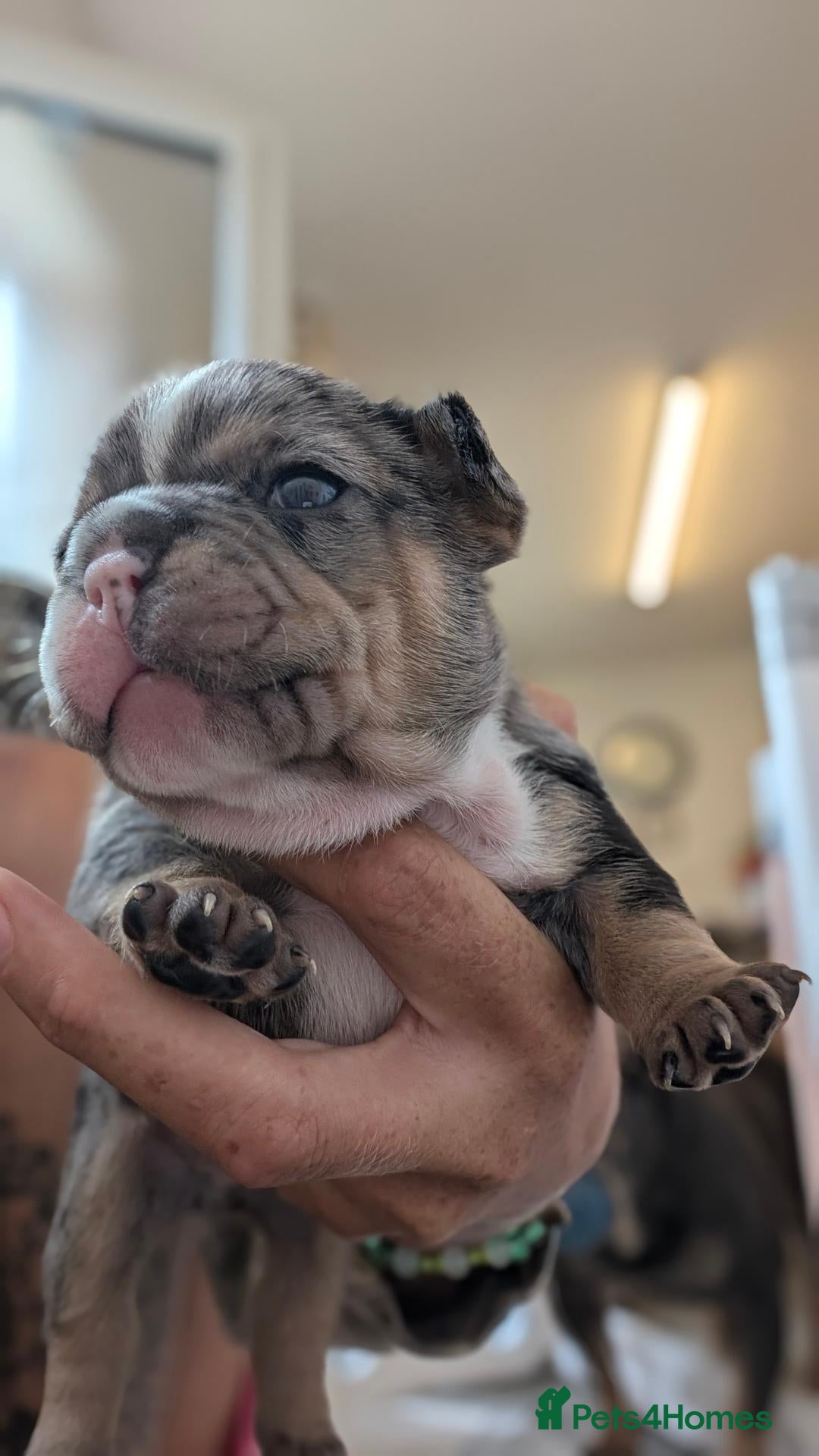 French Bulldog dogs 🐾French Bulldog Pups – Exceptional Bloodlines🐾  - Advert 18