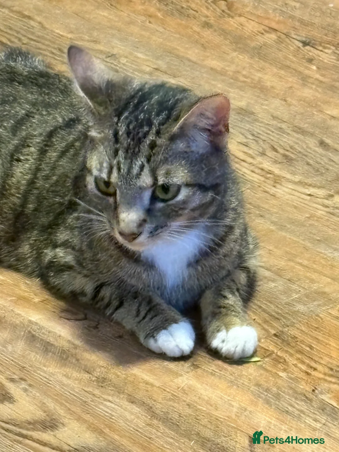 Mixed Breed cats for sale: 3 kittens for sale  - Advert 7