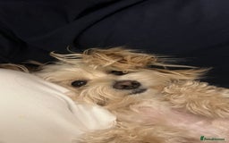 Maltipoo dogs for stud: Pudding - Image 3