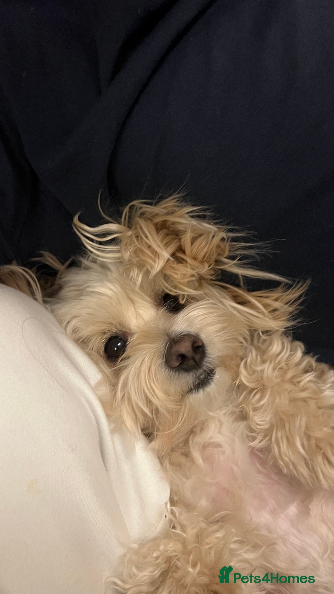 Maltipoo dogs for stud: Pudding - Image 3