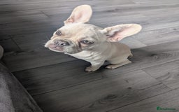 French Bulldog dogs for sale: 6 month old French bulldog - Image 2