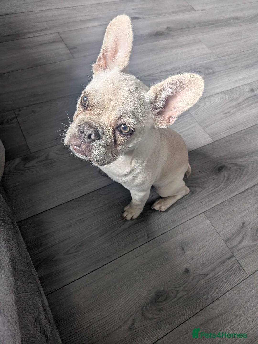 French Bulldog dogs for sale: 6 month old French bulldog - Image 2