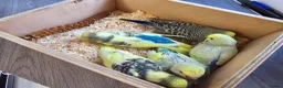 Budgerigars birds for sale: Budgie for sale - Advert 4