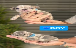 French Bulldog dogs for sale: French bulldog puppies  - Image 2