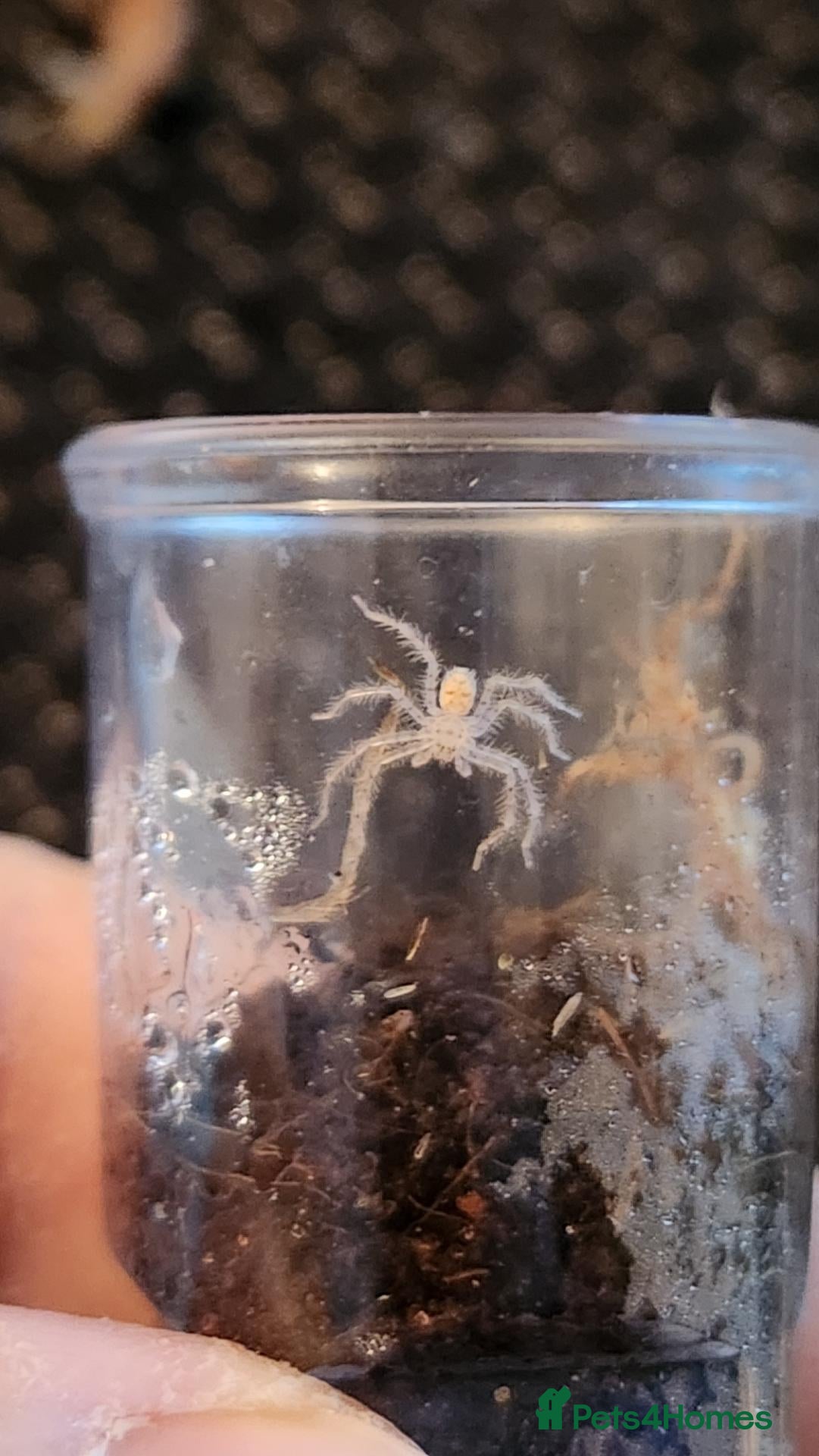 Spiders invertebrates Heteropoda Davidbowie Huntsman - Advert 1