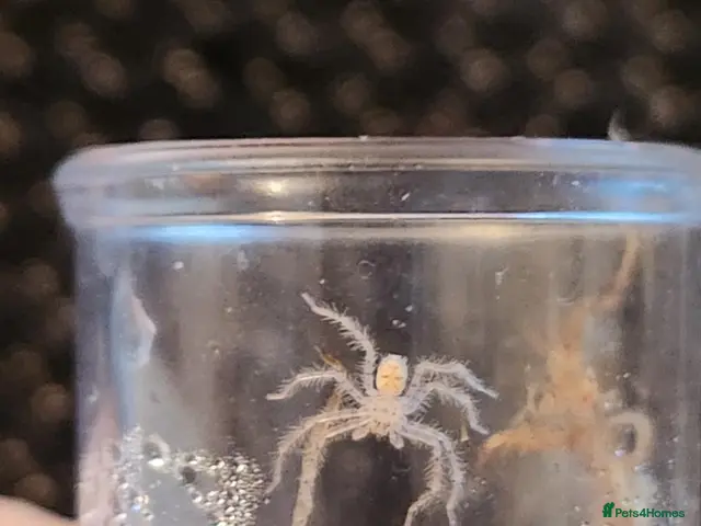 Spiders invertebrates Heteropoda Davidbowie Huntsman - Advert 1