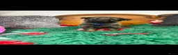 German Shepherd dogs for sale: 9 German shepherd puppies - Advert 13