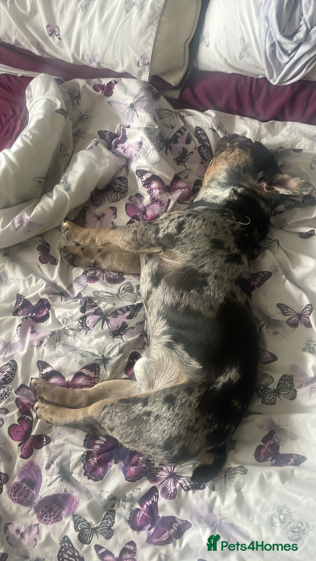 French Bulldog dogs French bull dog Merle stud  - Advert 4