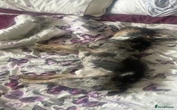 French Bulldog dogs for stud: French bull dog Merle stud  - Image 1