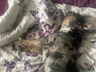 French Bulldog dogs - Advert 5