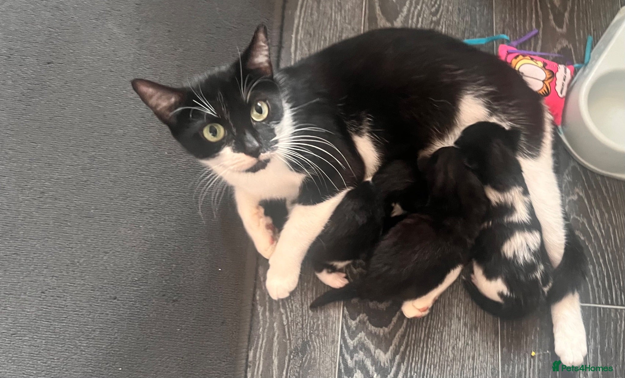 Mixed Breed cats Beautiful fluffy kittens  - Advert 14