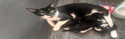 Mixed Breed cats for sale: Beautiful fluffy kittens  - Advert 2