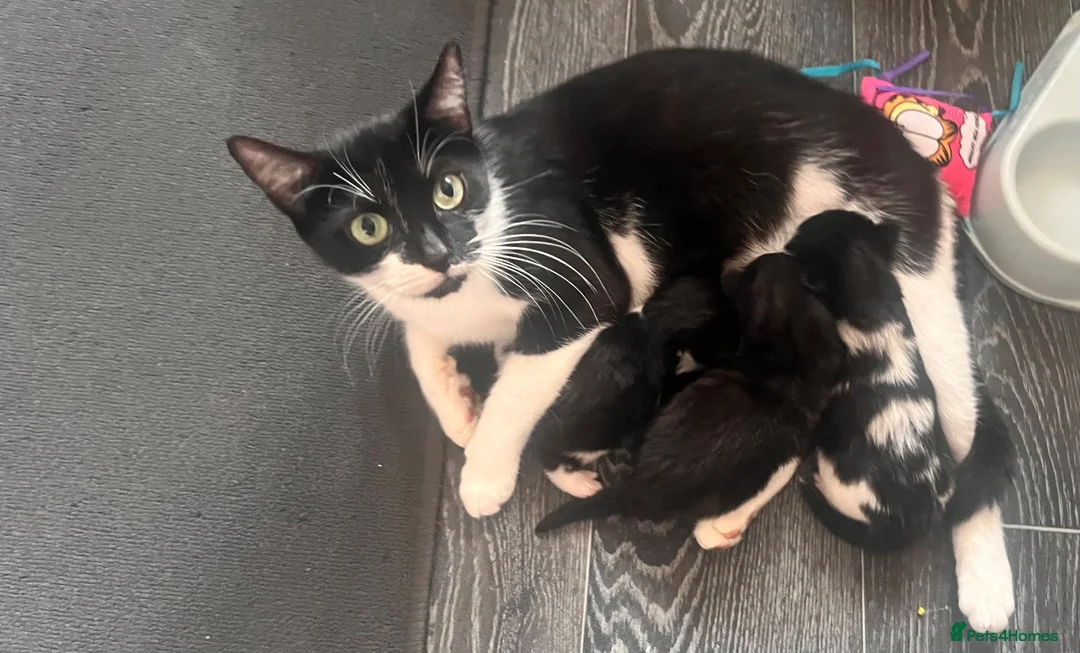 Mixed Breed cats for sale: Beautiful fluffy kittens  - Advert 2