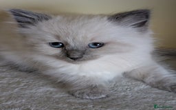 Ragdoll cats for sale:  Ragdoll kitten  - Advert 8