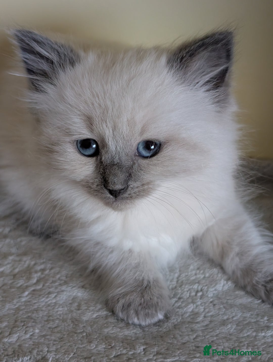 Ragdoll cats for sale:  Ragdoll kitten  - Advert 8