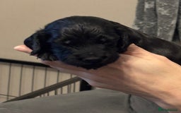 Sprocker dogs for sale: Sprocker puppies - Advert 6