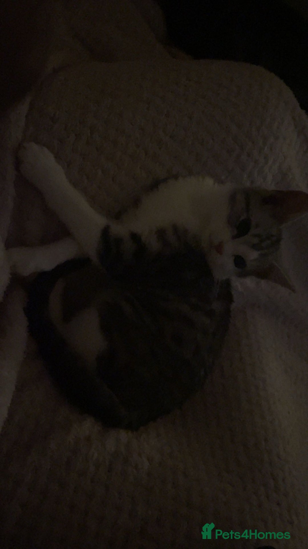 American Shorthair cats for sale: Sushy loving kitten looking for permanent home - Advert 8