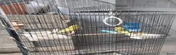Budgerigars birds for sale: Beautiful 2x male budgies with Extra large Cage in London - Advert 7